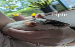 Rat rodents for sale: 4 Female Rats & Set-Up - Image 1