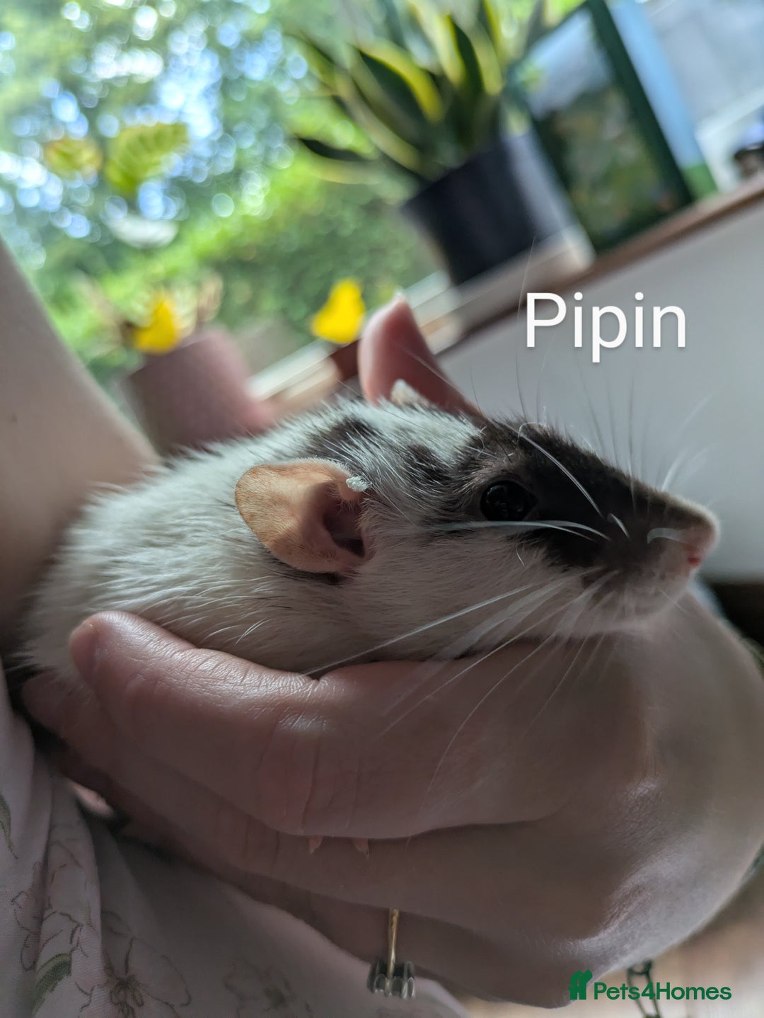 Rat rodents for sale: 4 Female Rats & Set-Up - Image 1
