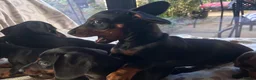 Miniature Dachshund dogs for sale: Monty the Miniature Dachshund  - Advert 17
