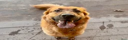 Golden Shepherd dogs for sale: Golden Shepherd - Advert 22