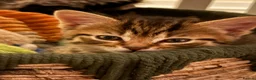 Mixed Breed cats for sale: Four kittens available  in Cirencester - Advert 5