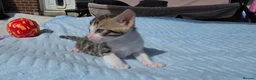 Bengal cats for sale: Beautiful Purebred Bengal Kittens Ready Soon - Advert 26