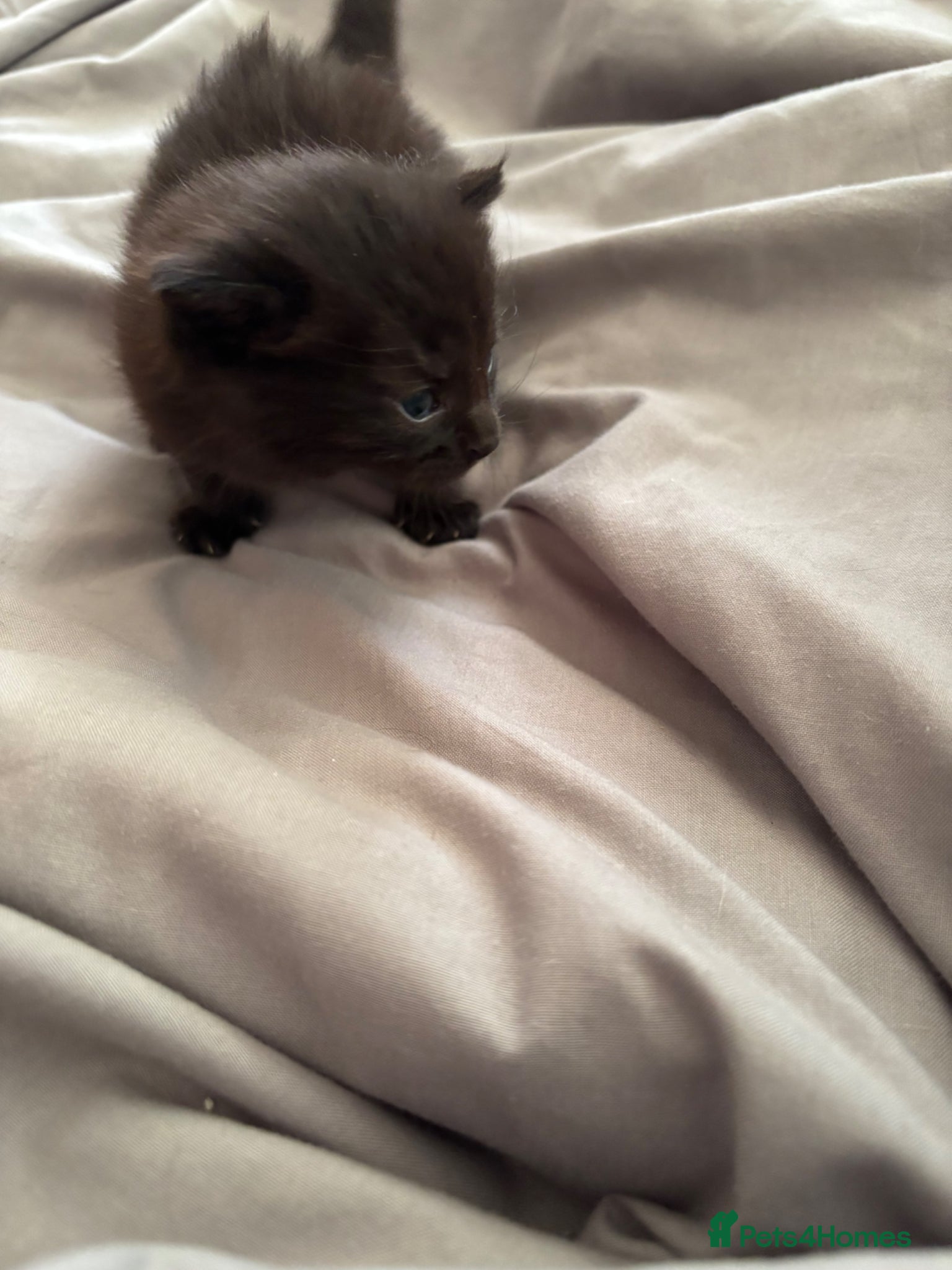 Mixed Breed cats for sale: 2 beautiful female kittens - Advert 7