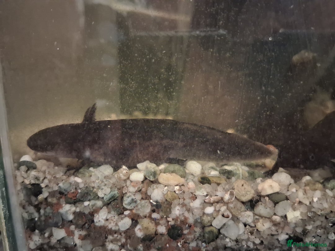 Axolotl reptiles for sale: ALL NOW REHOMED. Axolotl Juveniles Approx 3 months - Advert 6