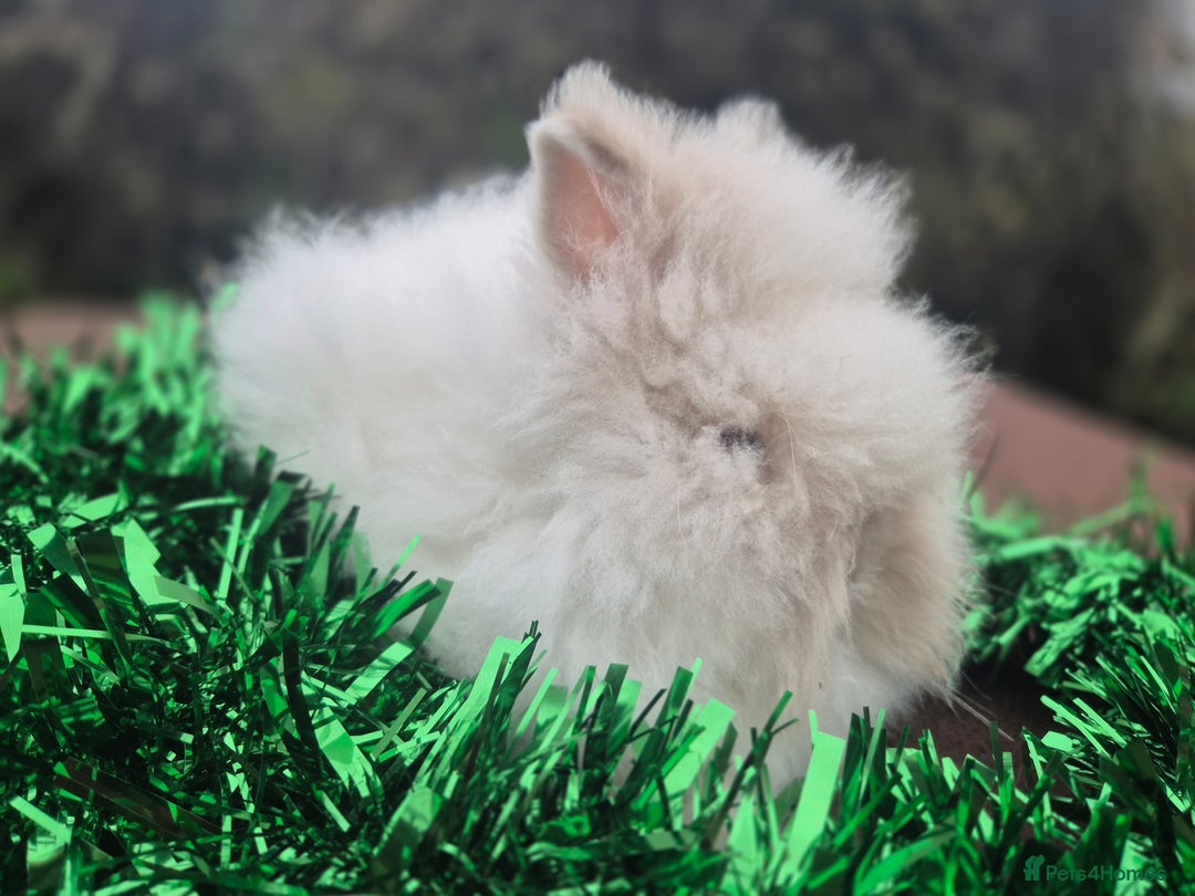 Angora rabbits for sale: Teddydwerg babies 💓💙 READY NOW 😍  - Advert 3