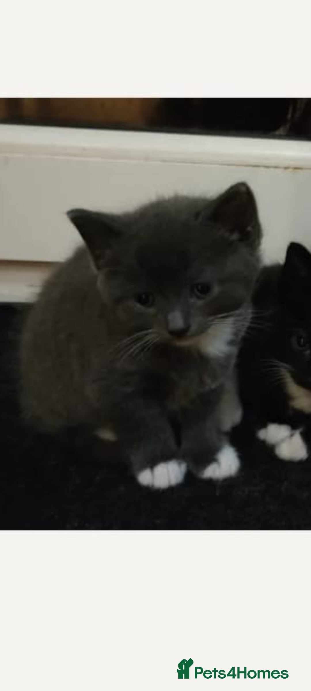 Mixed Breed cats for sale: British shorthair cross boy - Image 3