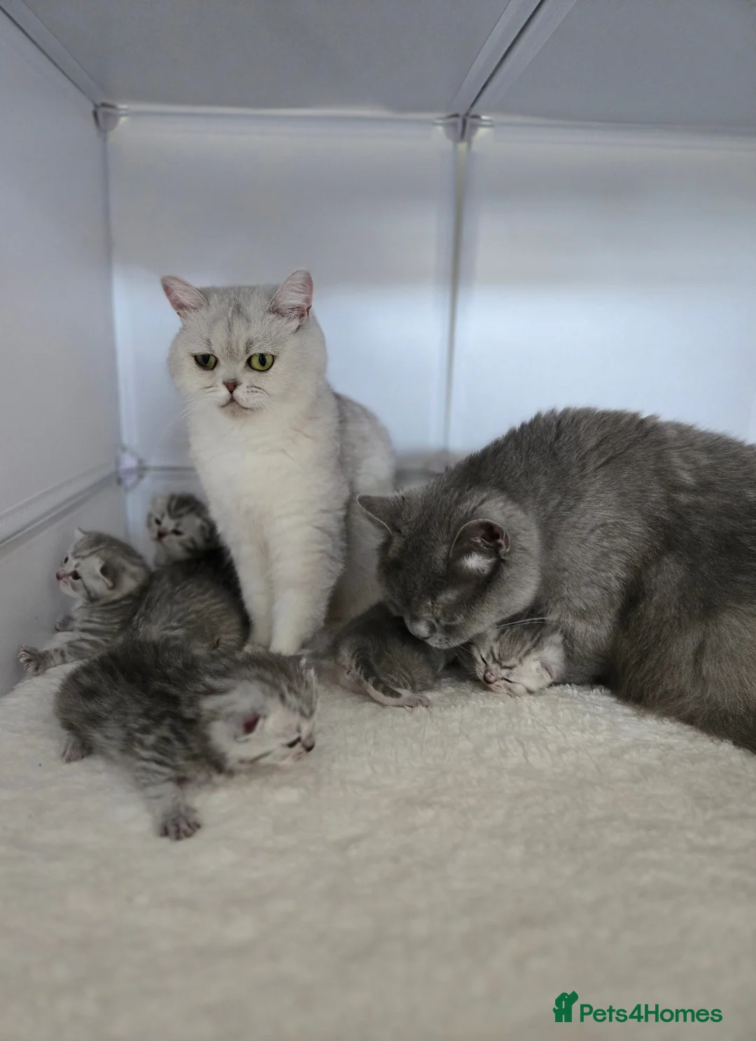 British Shorthair cats for sale: Blue Silver British Shorthair Tabbies in Newtownabbey - Advert 2