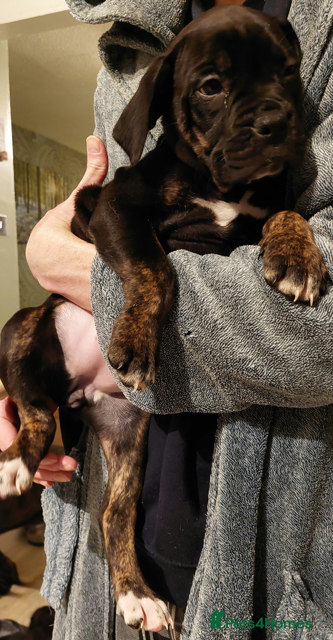 Mixed Breed dogs for sale: Cane Corso cross American bulldog puppy's  - Advert 21