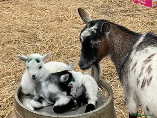 Goats livestock Disbudded Pygmy Goat Kids - Advert 5