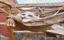 Ragdoll cats for sale: Ragdoll Cherubim Mink Lilac Chocolate TICA - Image 8