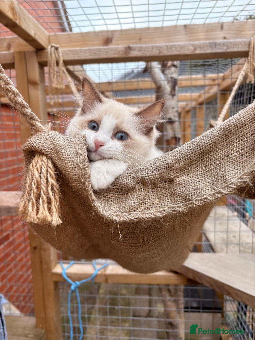 Ragdoll cats for sale: Ragdoll Cherubim Mink Lilac Chocolate TICA - Image 8