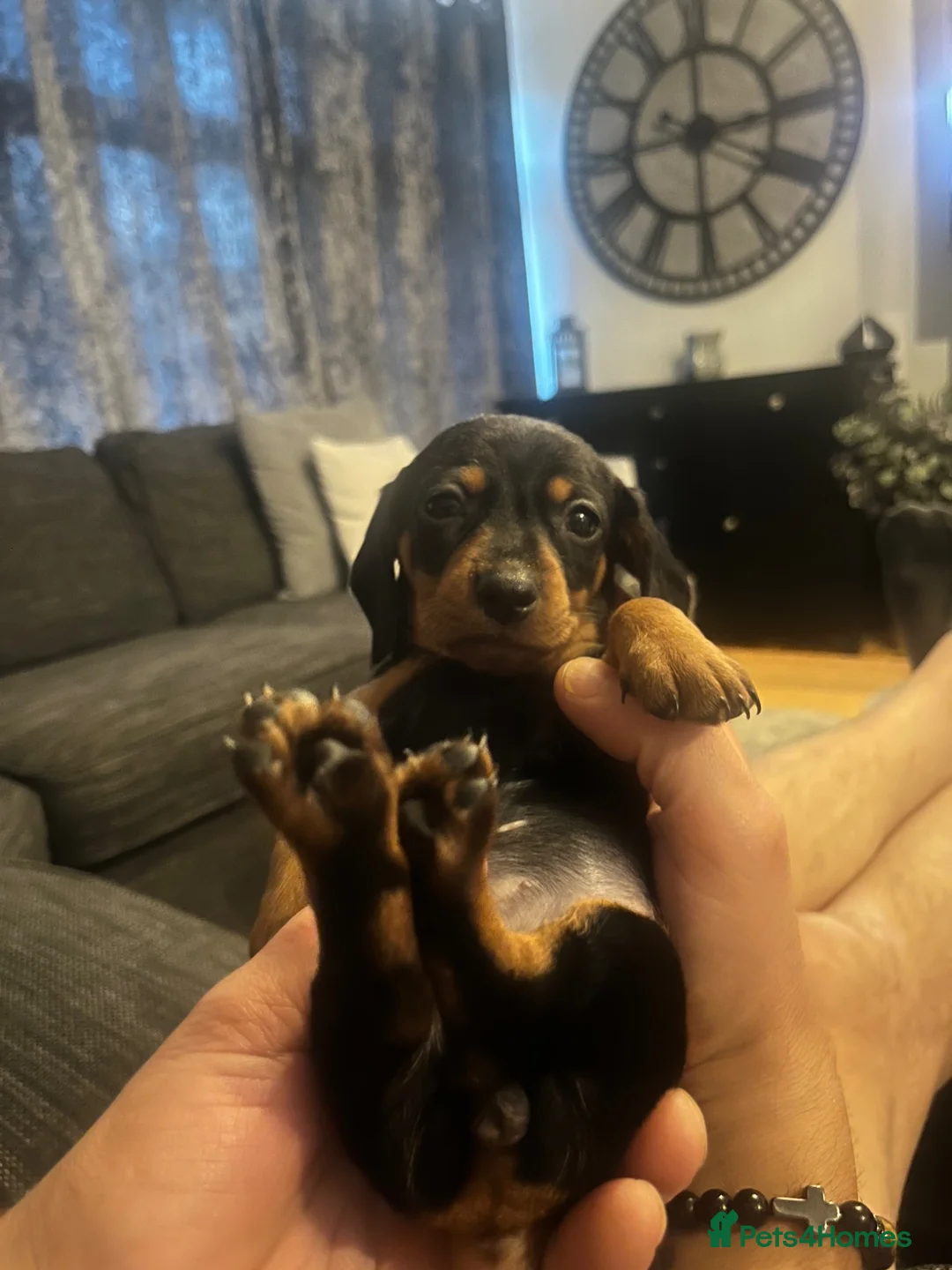 Dachshund dogs for sale: Dachshund puppies in Billericay - Advert 1
