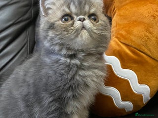 Exotic cats 1 BABY BOY Exceptional Persian Exotic litter - Advert 3