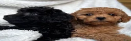 Cavapoo dogs for sale: ⭐️6 CAVAPOO’S Ready Now in CHESHIRE⭐️ - Advert 18