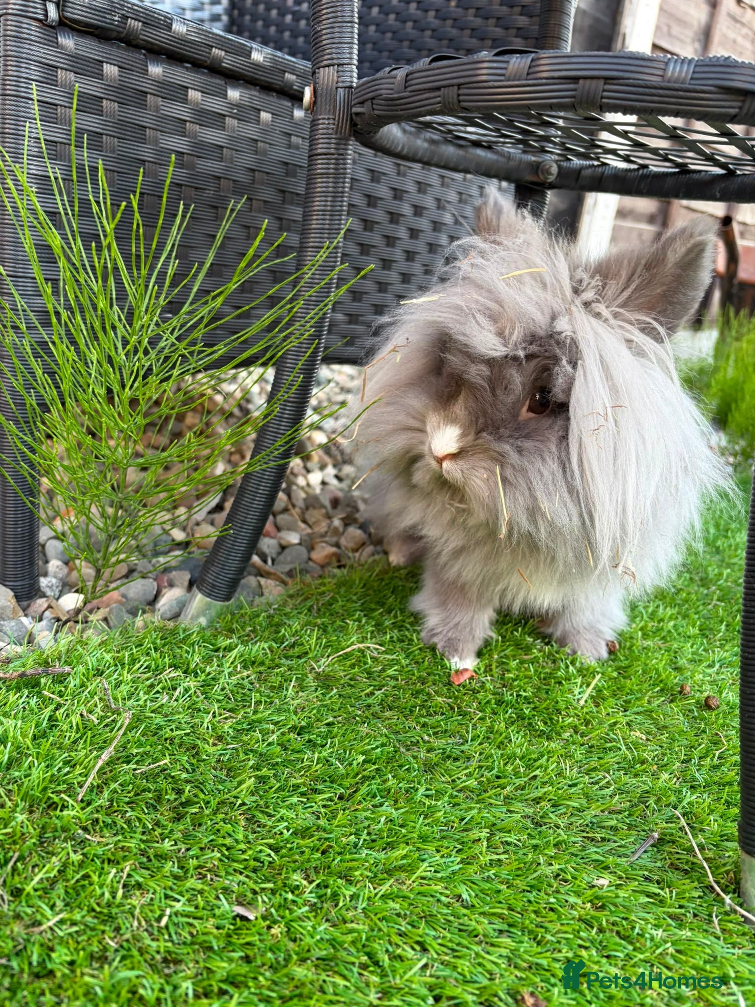 Lionhead rabbits  Double Mane Lionhead Rabbit - Advert 17