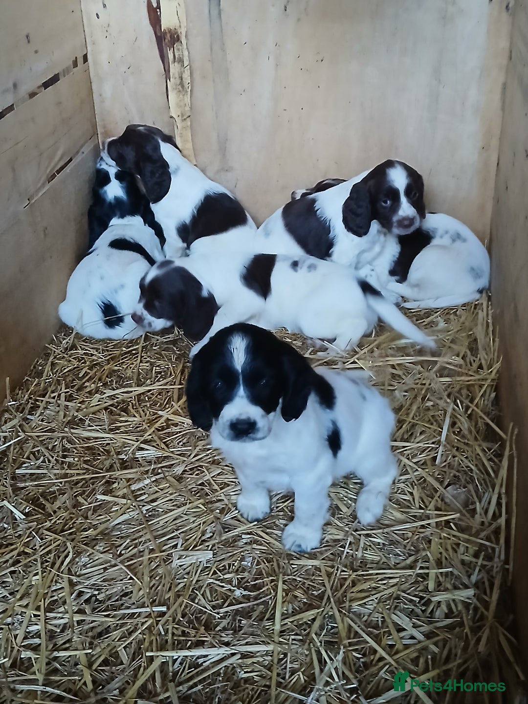 English Springer Spaniel dogs for sale: SPRINGER SPANIELS 4 GIRLS AND 2 BOYS AVAILABLE  - Advert 9