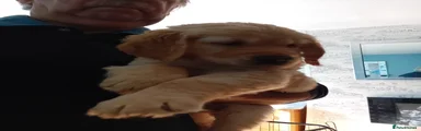 Golden Retriever Puppy 7