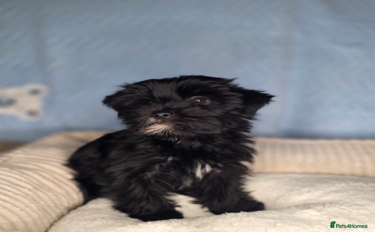Yorkshire Terrier dogs - Advert 9