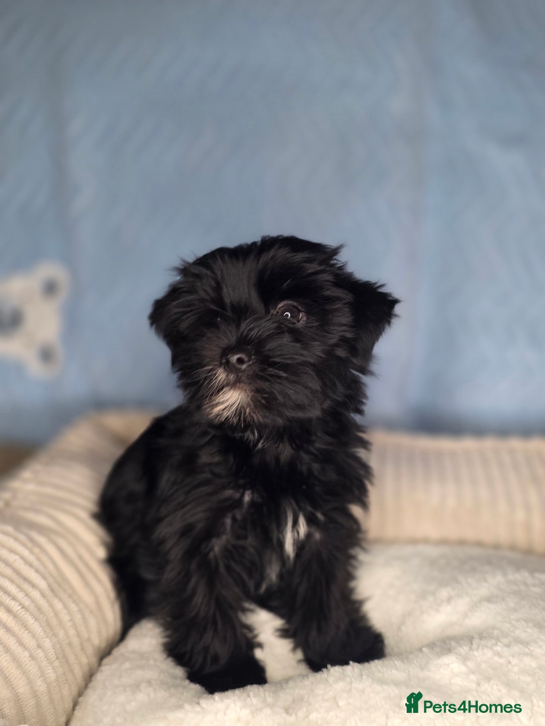 Yorkshire Terrier dogs for sale: Rare Black Yorkie 5-Gen Pedigree–£900–Ready Now 🐾 - Image 1
