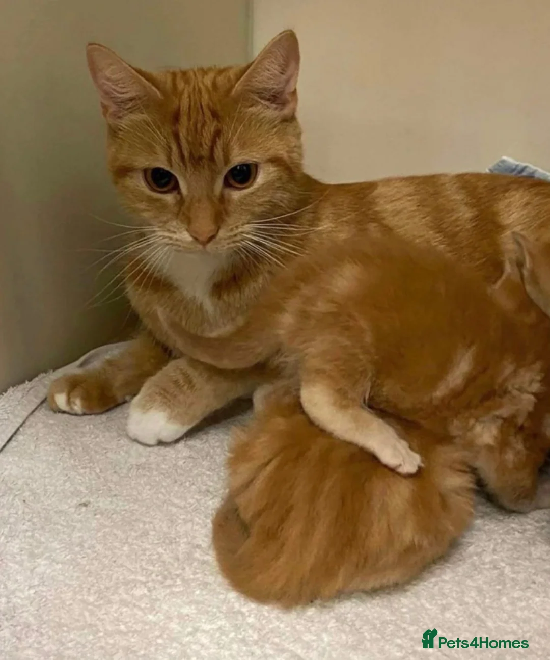 Mixed Breed cats for sale: Beautiful Kittens - Ready for their forever home - Advert 14