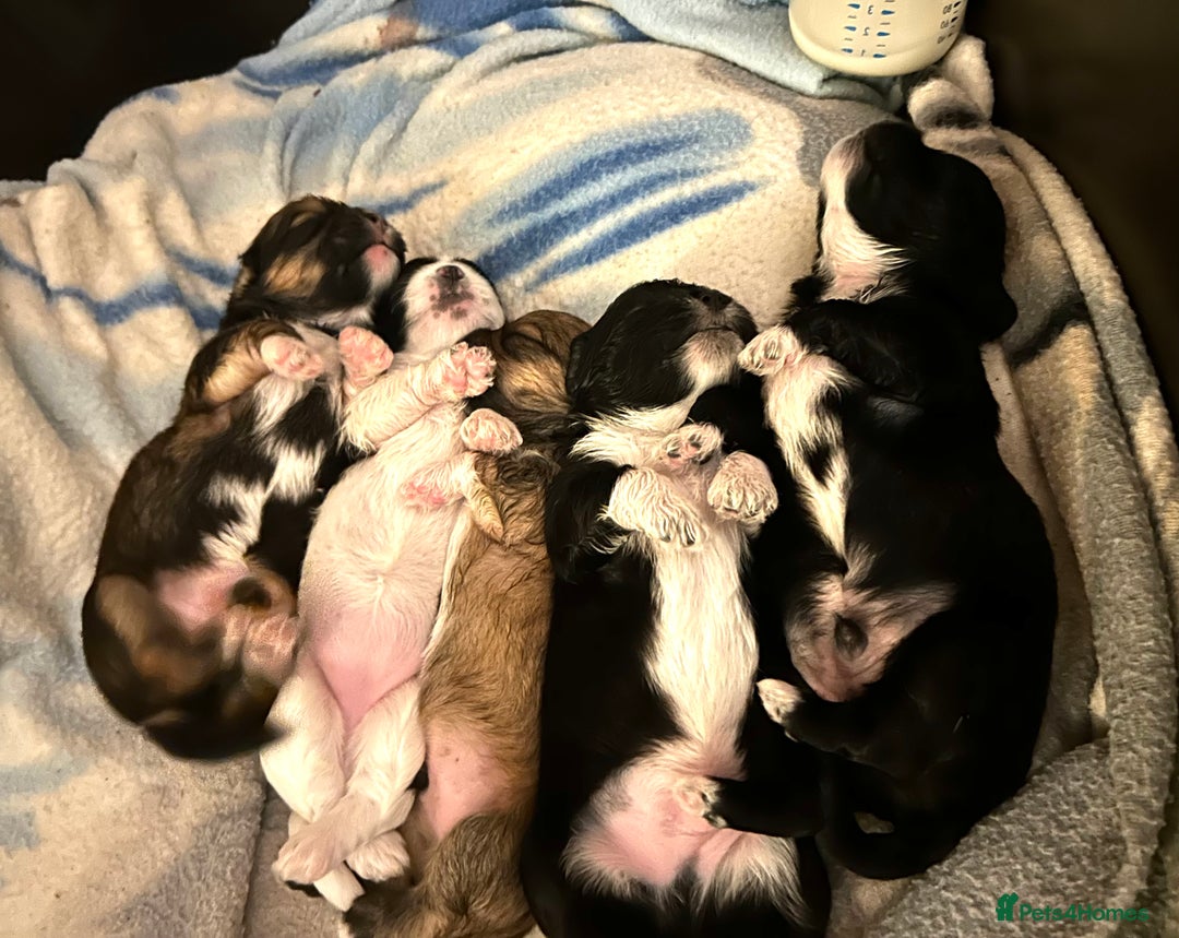 Lhasa Apso dogs for sale: 3rd generation Lhasa poo puppies  - Image 3