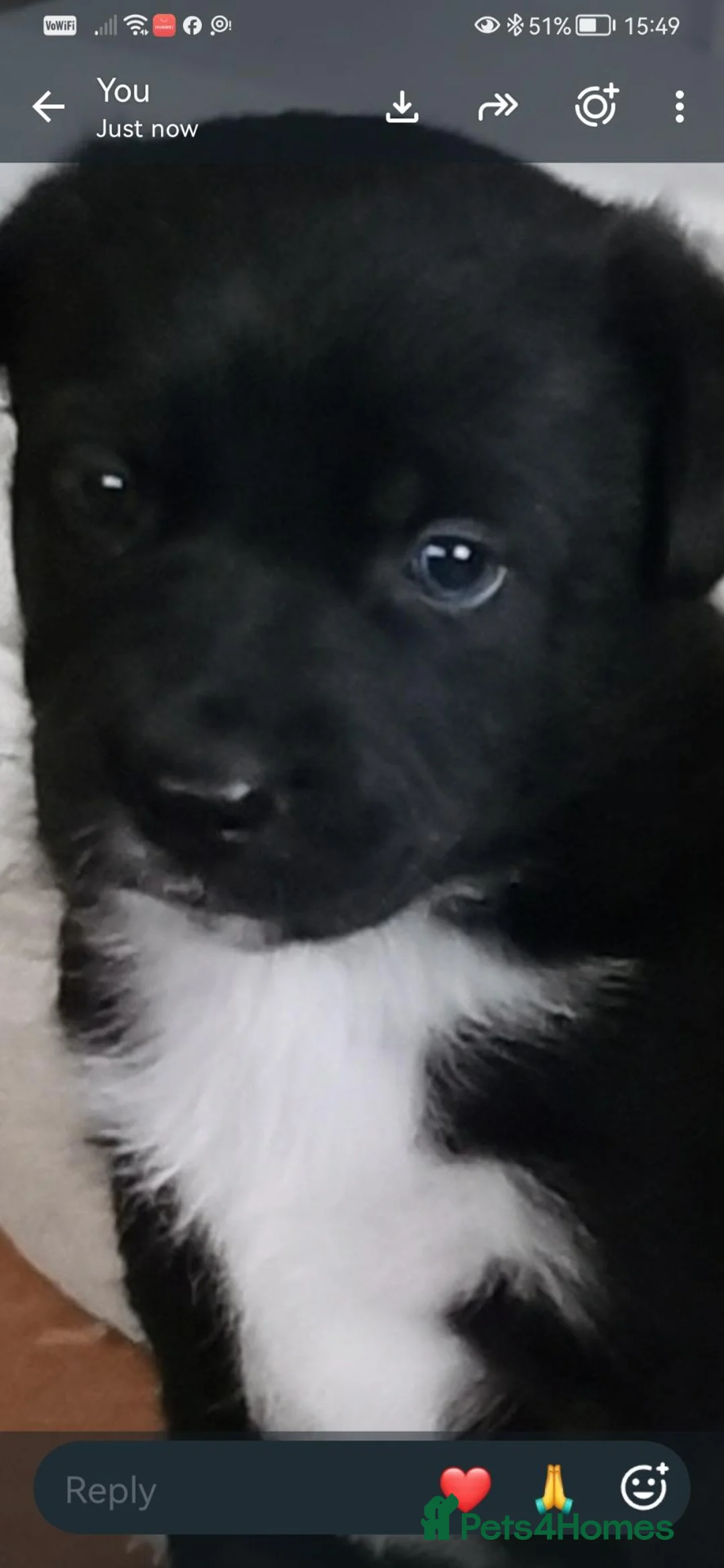 Mixed Breed dogs for sale: Staffie cross German shepard pups  - Advert 2