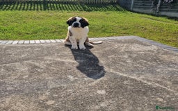 Saint Bernard dogs for sale: Beautiful 10 month old male saint bernard - Image 9