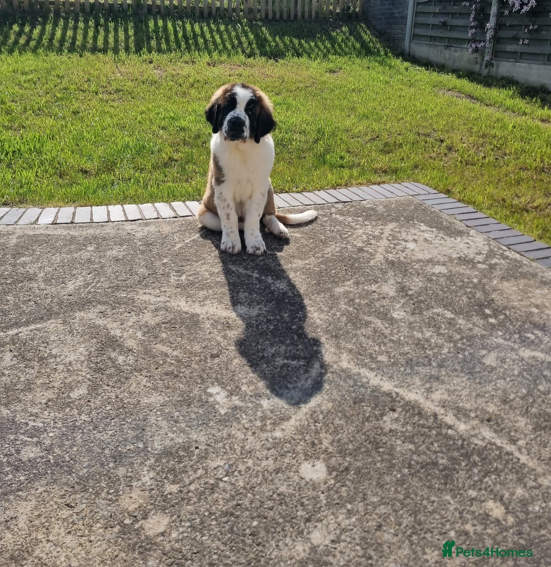 Saint Bernard dogs for sale: Beautiful 10 month old male saint bernard - Image 9