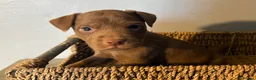 Patterdale Terrier dogs for sale: Quality 8 week old Patterdale Pups Available  - Advert 23
