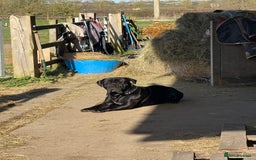 Cane Corso dogs for stud: Black w/ Brindle Cane Corso for stud - Image 1