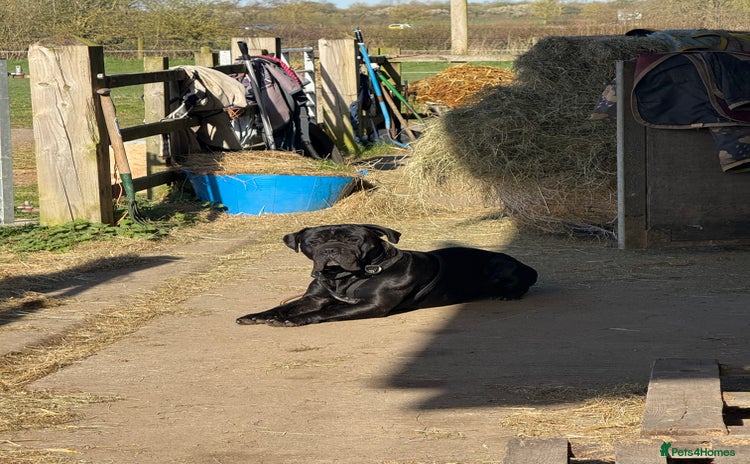 Cane Corso dogs - Advert 5