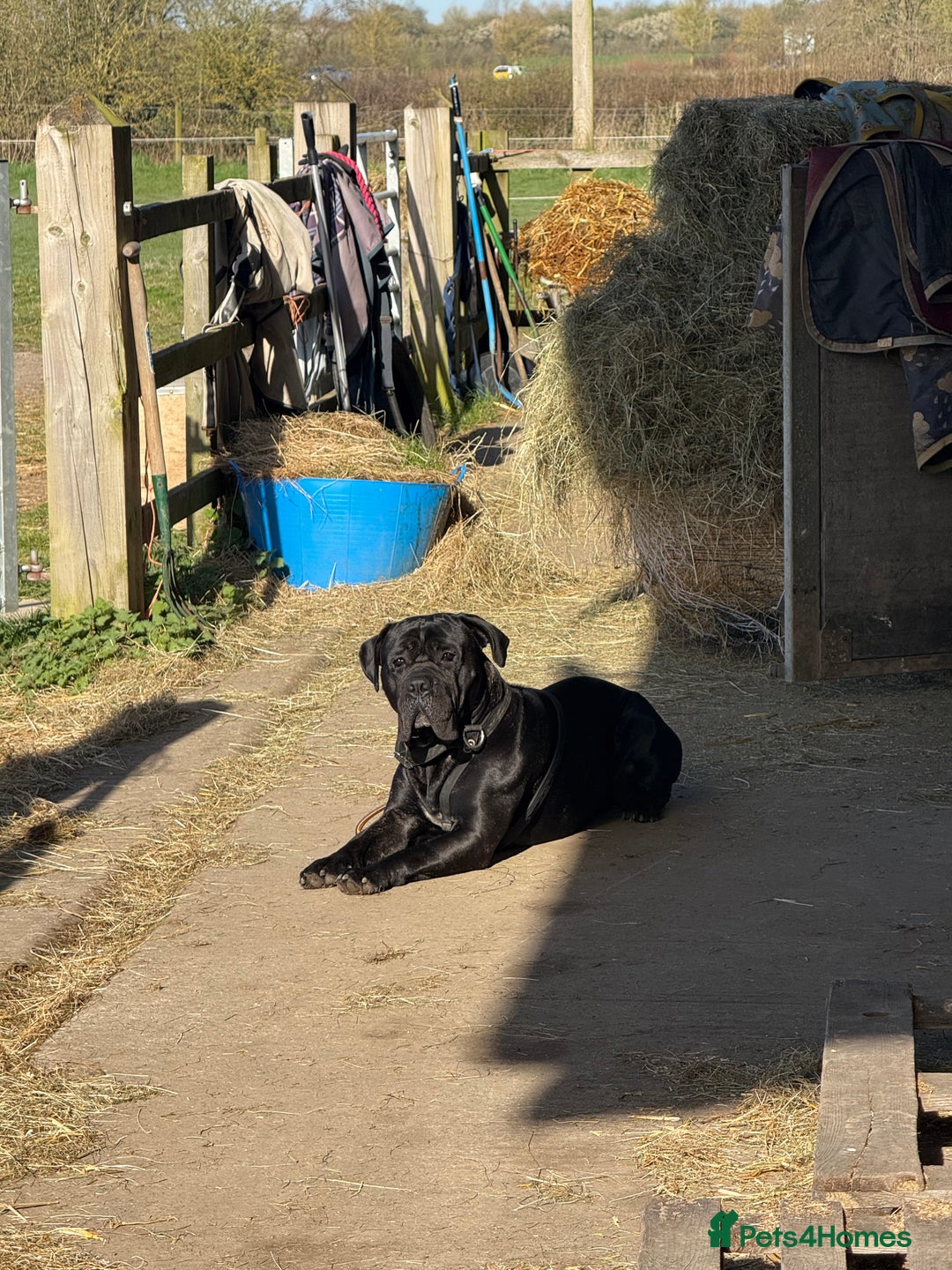 Cane Corso dogs for stud: Black w/ Brindle Cane Corso for stud - Image 1
