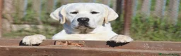 Labrador Retriever dogs for sale: BLACK LAB PUPS 270 CLEAR DNA - READY NOW  - Advert 5