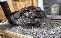 Mini Lop rabbits for sale: Steel BRC Minilop doe  - Image 2