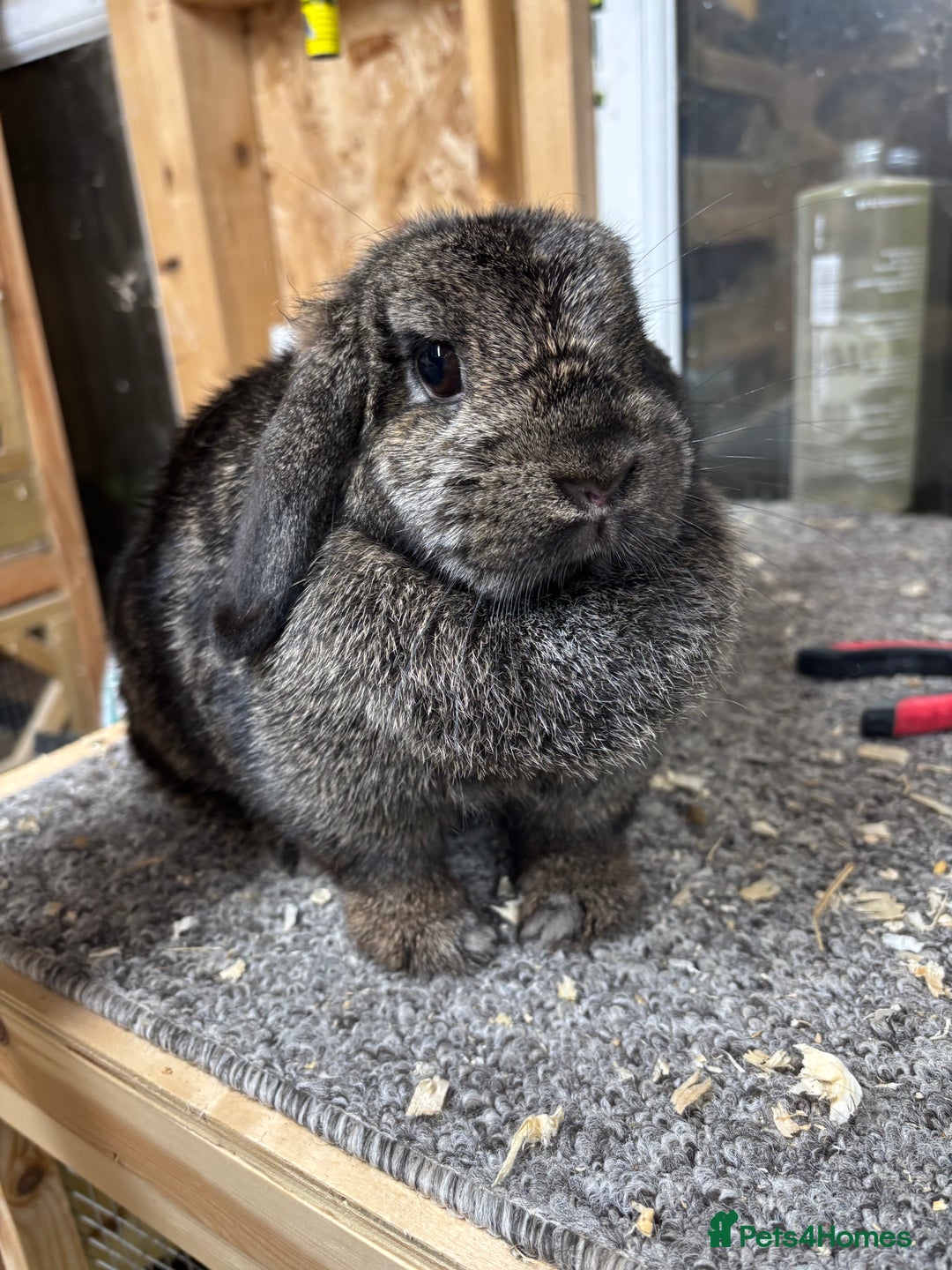 Mini Lop rabbits for sale: Steel BRC Minilop doe  - Image 2