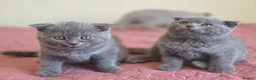 Scottish Fold cats for sale: 3 lovely Scotish Fold kittens  - Advert 23