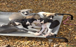 Whippet dogs for sale: Kc reg whippet litter.  male & female available - Image 34