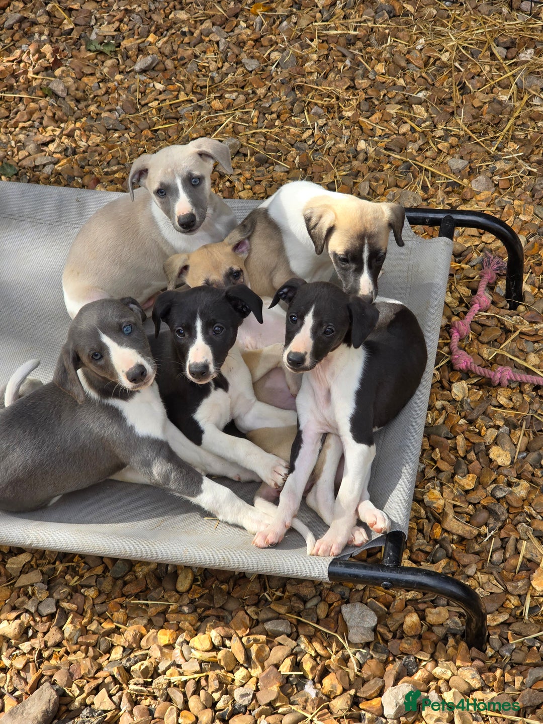 Whippet dogs for sale: Kc reg whippet litter.  male & female available - Image 34
