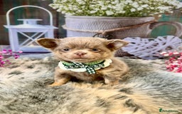 Chihuahua dogs for sale: 💜🤎 Exotic KC LC chihuahuas 🤎💜 - Image 4