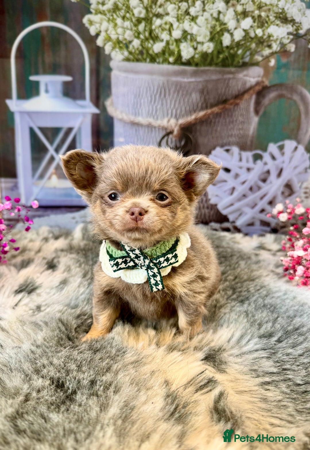 Chihuahua dogs for sale: 💜🤎 Exotic KC LC chihuahuas 🤎💜 - Image 4