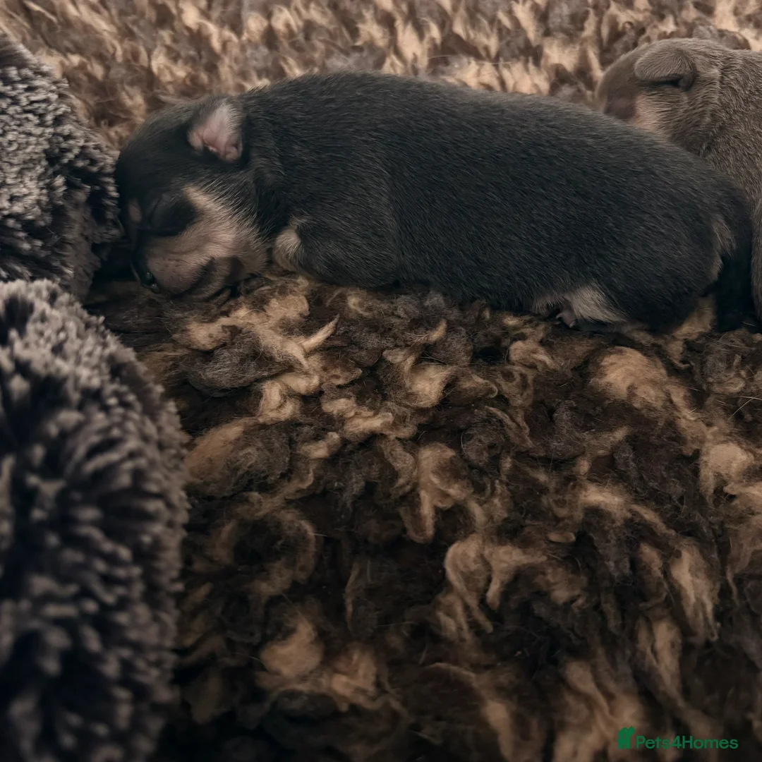 Chihuahua dogs for sale: 🎉BORN 25/12/25🎉. LAST BOY READY 13/03/26 💛💛💛 - Advert 22