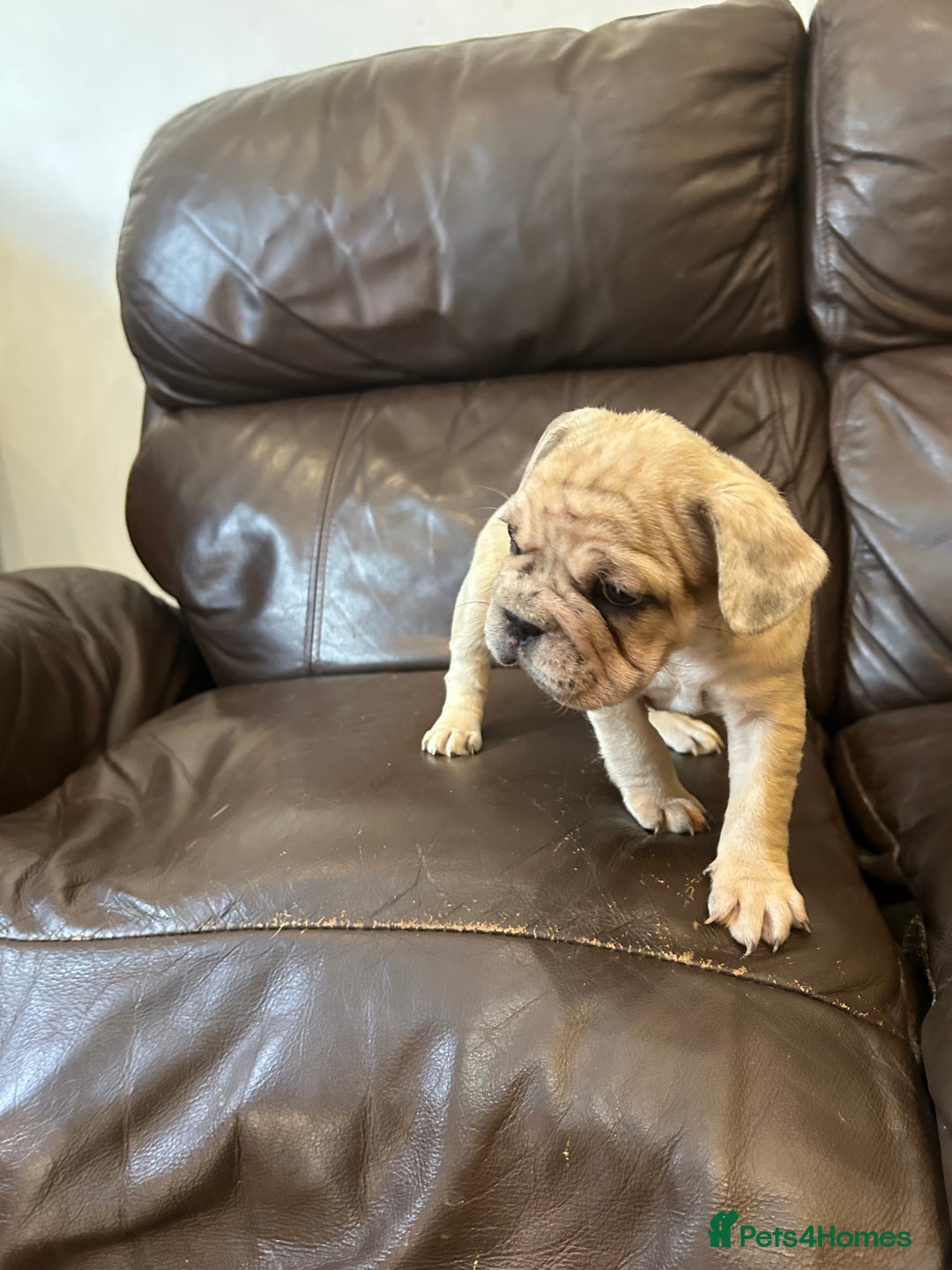 French Bulldog dogs for sale: Beautiful Frenchie babies-4 weeks free insurance - Image 6