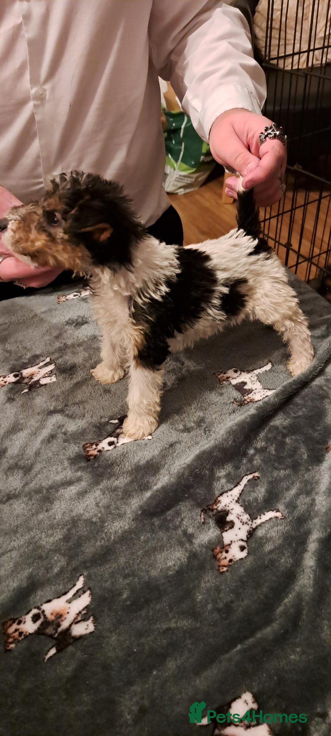 Fox Terrier dogs for sale: Wire haired fox terrier puppies  - Advert 4