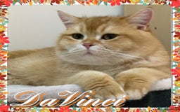 British Shorthair cats for sale: Stunning Champion Bloodlines kittens  - Advert 17