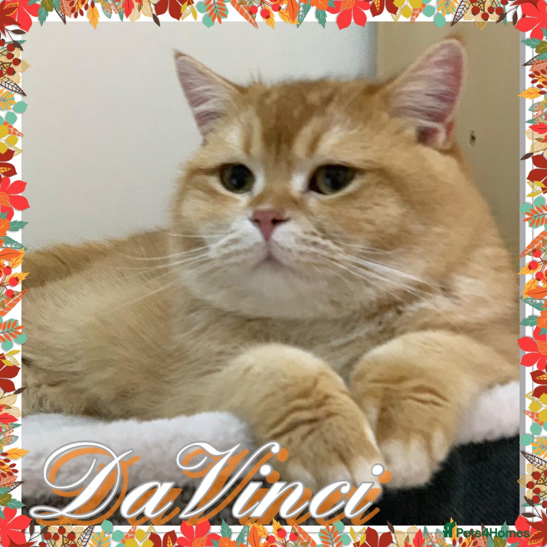 British Shorthair cats for sale: Stunning Champion Bloodlines kittens  - Advert 17