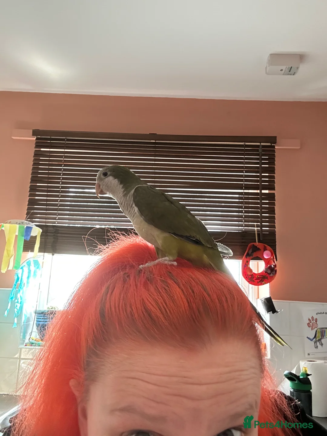 Parakeets birds for sale: Green Quaker parrot in need of home - Advert 2