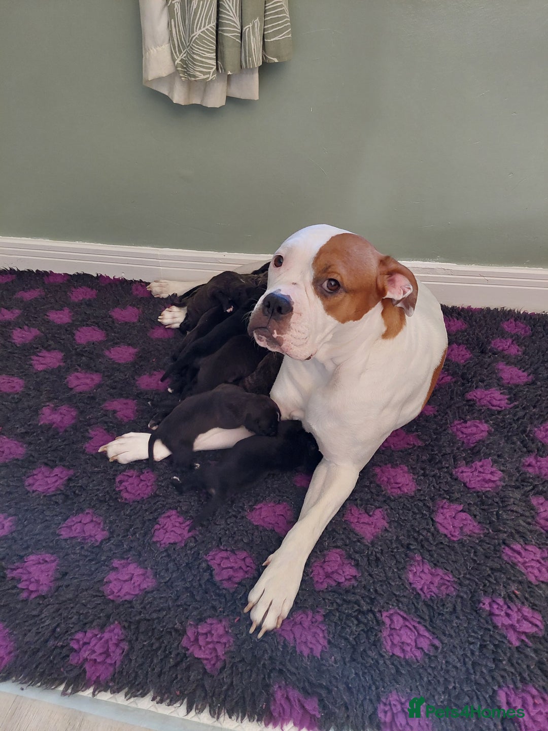 Mixed Breed dogs for sale: Cane Corso cross American bulldog puppy's  - Image 5