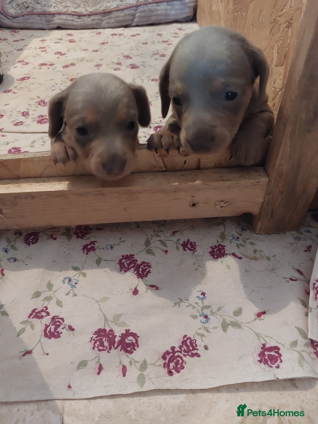 Miniature Dachshund dogs for sale: Mini short/long coat crossed dachshund  - Image 8