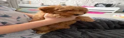Schnoodle dogs for sale: **Last 1** Beautiful Schnoodle Pups  - Advert 7