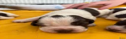 English Springer Spaniel dogs for sale: Beautiful Springer Spaniel Puppies  in Swadlincote - Advert 2